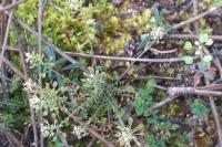 Hornungia petraea