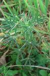 Lupinus angustifolius