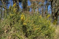 Ulex europaeus