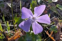 Vinca major