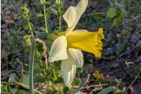 Narcissus pseudonarcissus