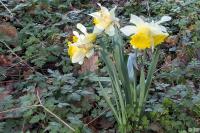 Narcissus pseudonarcissus