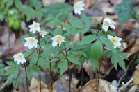 Anemone nemorosa