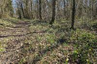 Narcissus pseudonarcissus