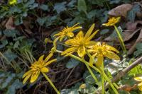 Ficaria verna
