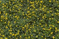 Ficaria verna