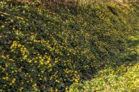 Ficaria verna