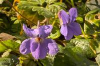 Viola