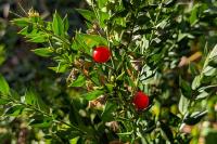 Ruscus aculeatus