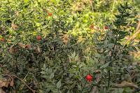Ruscus aculeatus