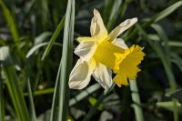 Narcissus pseudonarcissus