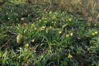 Narcissus pseudonarcissus
