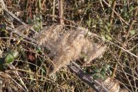 Phragmites australis