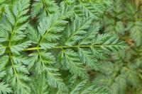 Conium maculatum