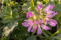 Erodium moschatum