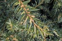 Taxus baccata