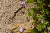 Cymbalaria muralis