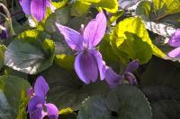 Viola odorata