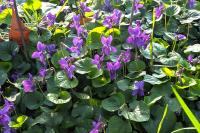 Viola odorata