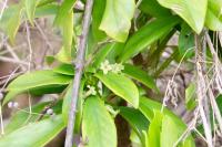 Daphne laureola