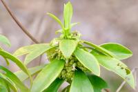 Daphne laureola