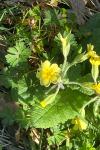 Primula vulgaris
