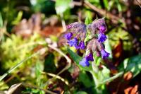 Pulmonaria longifolia