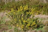 Ulex europaeus