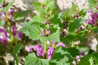Lamium maculatum