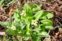 Primula veris