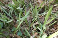 Tulipa sylvestris