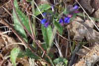 Pulmonaria longifolia