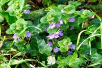 Glechoma hederacea