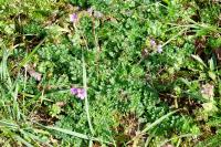 Erodium cicutarium