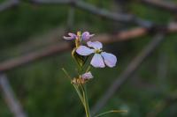 Raphanus raphanistrum