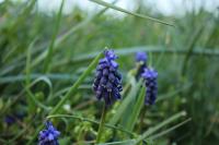 Muscari neglectum