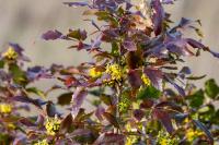 Berberis aquifolium