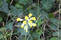 Primula veris