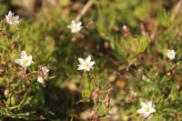 Spergula arvensis
