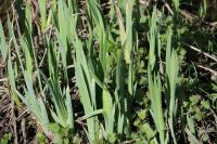 Iris pseudacorus