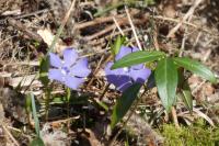 Vinca minor
