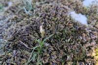 Gagea bohemica