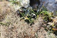 Gagea bohemica