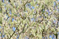 Salix caprea