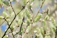 Salix caprea