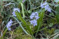 Scilla bifolia