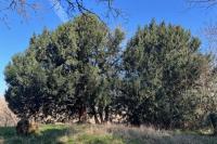 Taxus baccata