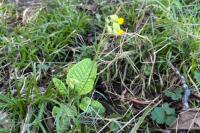 Primula veris