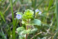 Veronica persica