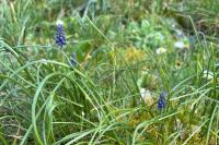 Muscari neglectum